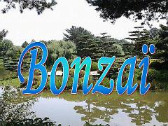 149 BONZAI A MAULEVRIER 2016